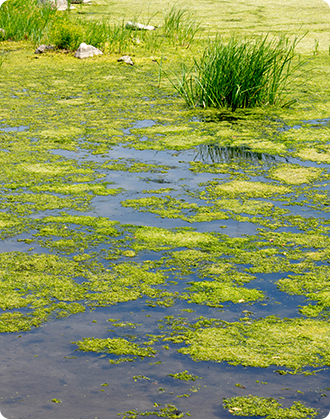 algae and weed control